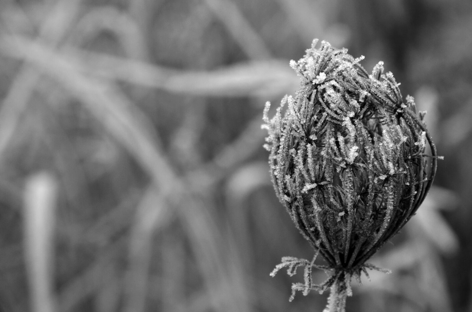 Nikon D5100 sample photo. Winter, frost, macro photography
