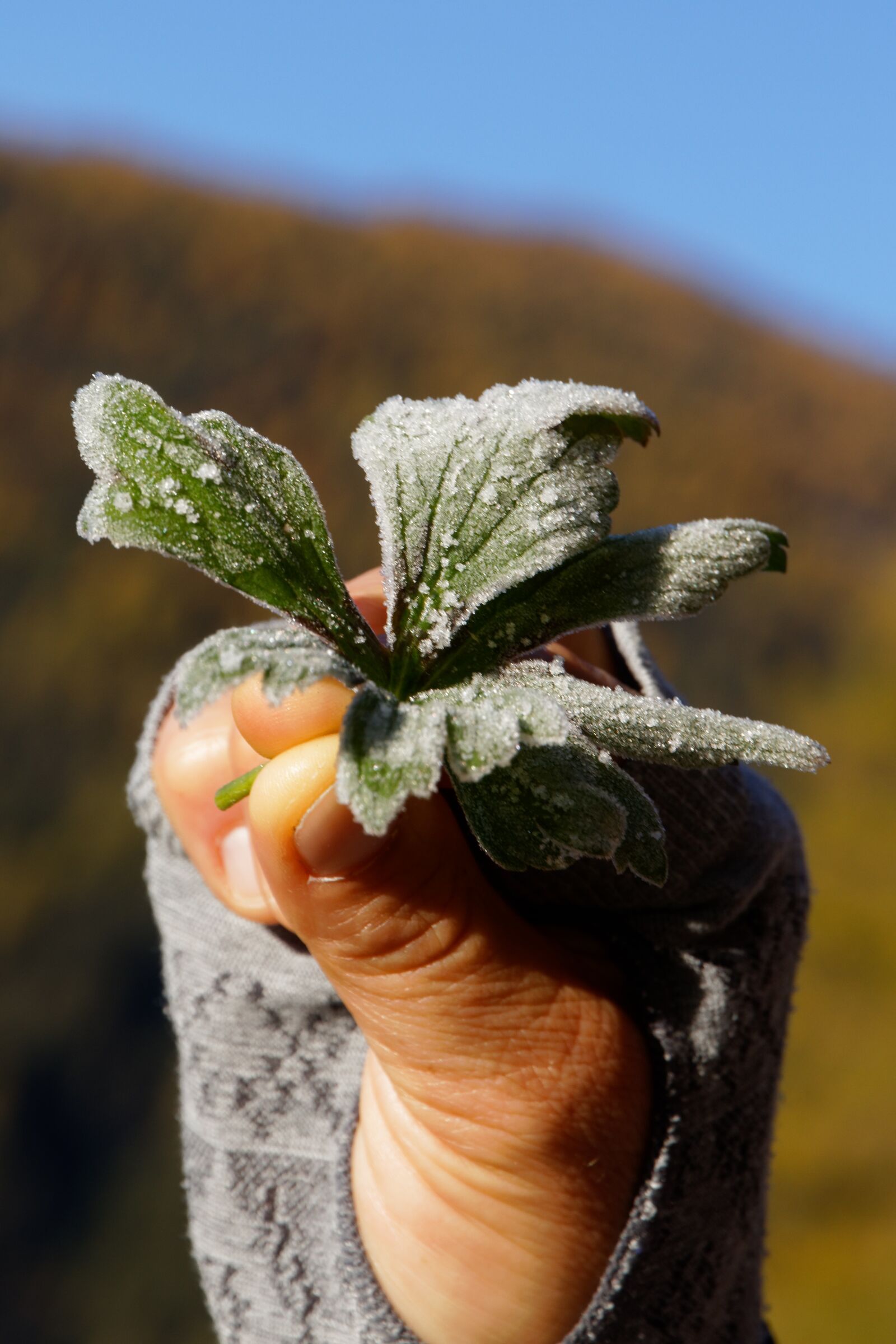 Canon EOS 80D sample photo. Leaf, ripe, frost photography