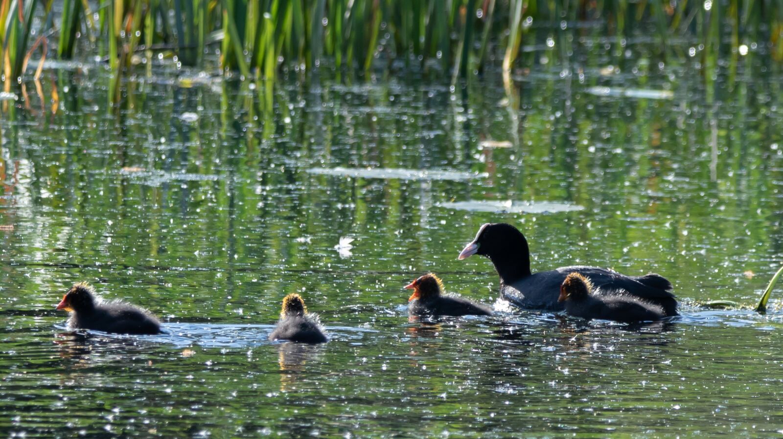 Canon EOS 7D Mark II + 150-600mm F5-6.3 DG OS HSM | Contemporary 015 sample photo. Coot with chicks, coot photography