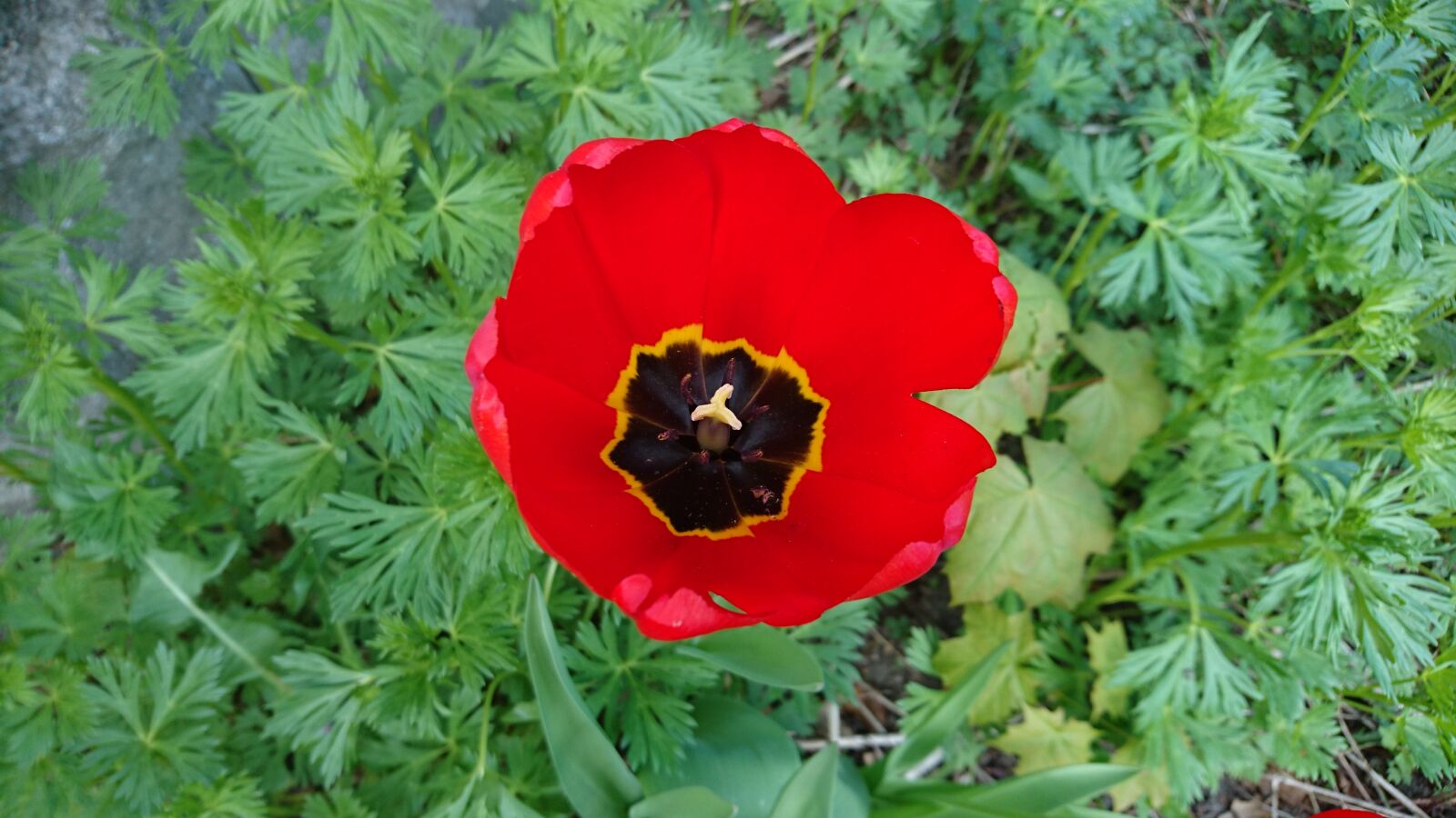 Sony Xperia Z5 Compact sample photo. Tulip, red tulip, flower photography