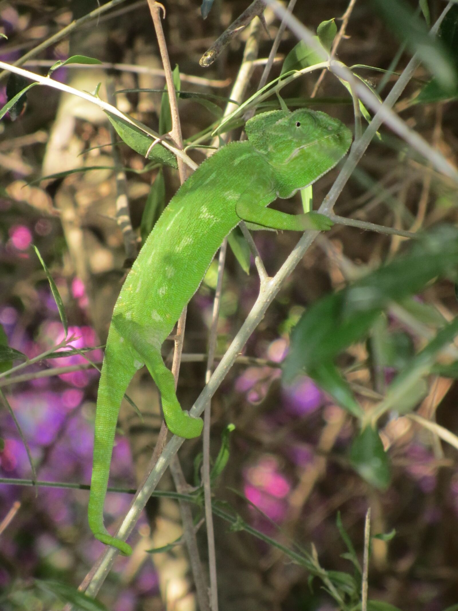 Canon PowerShot SX210 IS sample photo. Chameleon, green, lizard photography