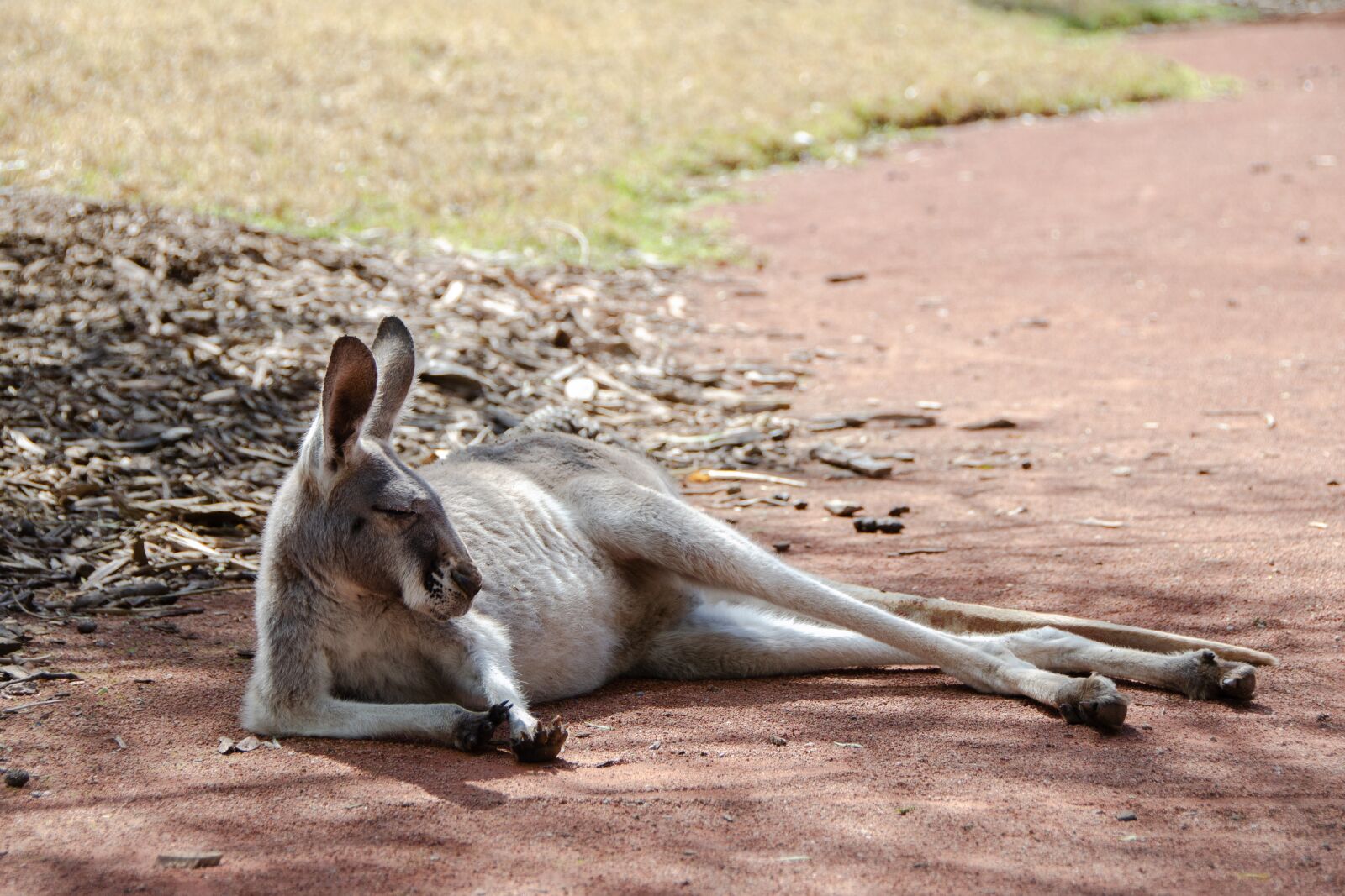 Nikon D5100 sample photo. Kangaroo, mammal, marsupial photography