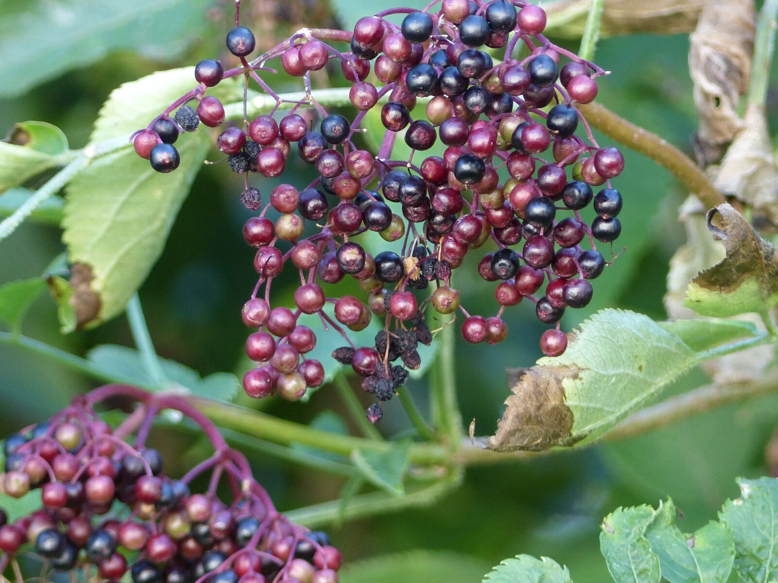 Panasonic Lumix DMC-FZ200 sample photo. Berries, bush, nature photography