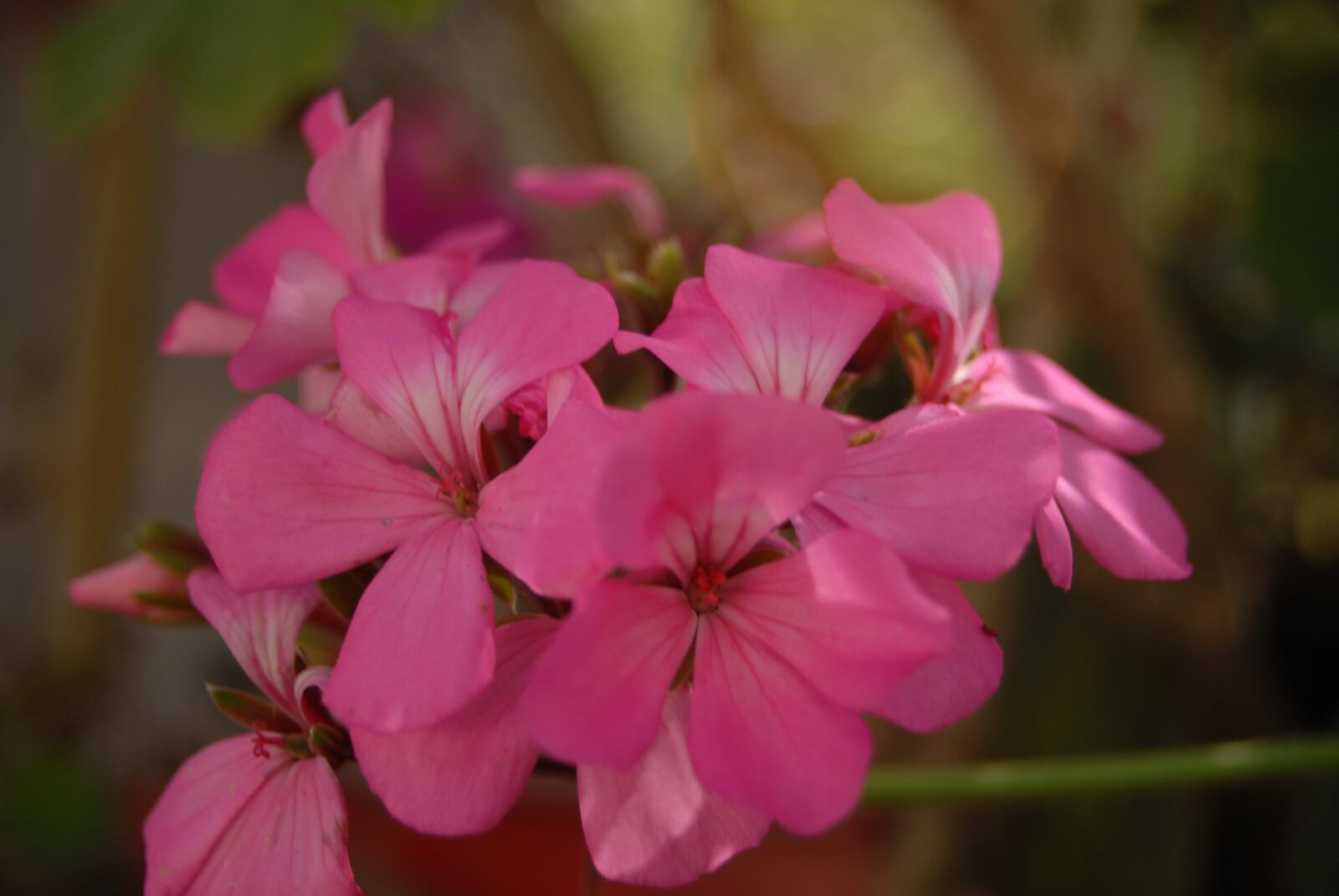 Nikon D200 sample photo. Flower regional, rosa, petals photography