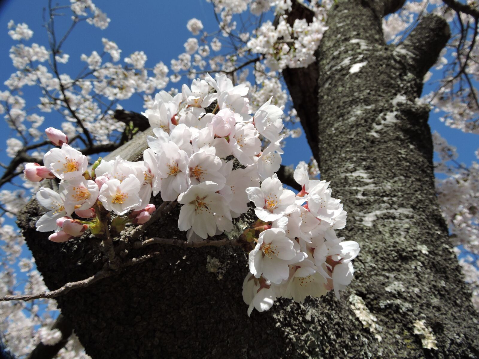 Nikon Coolpix P600 sample photo. Japan, cherry blossoms, spring photography