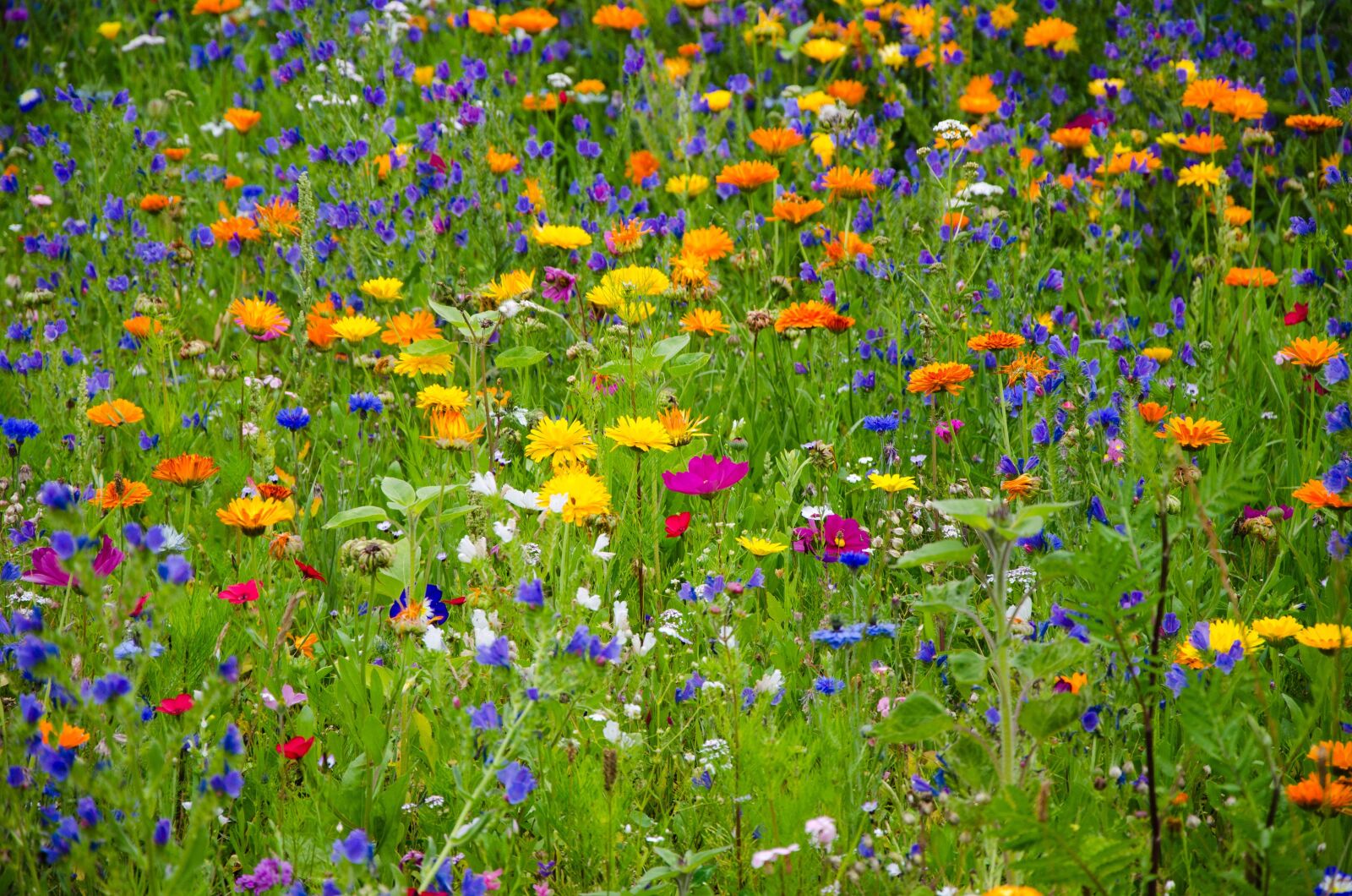 Nikon D5100 sample photo. Flower meadow, wild flowers photography