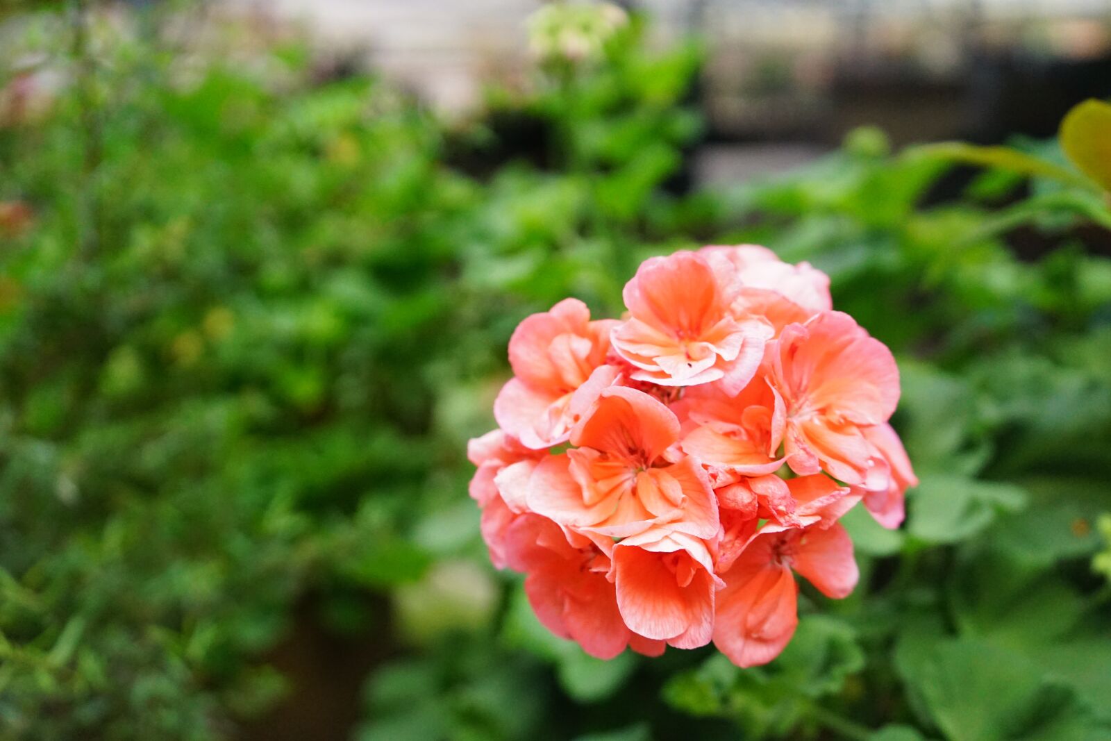 Sony a7 II + Sony FE 28-70mm F3.5-5.6 OSS sample photo. Flower, tree, flowers photography