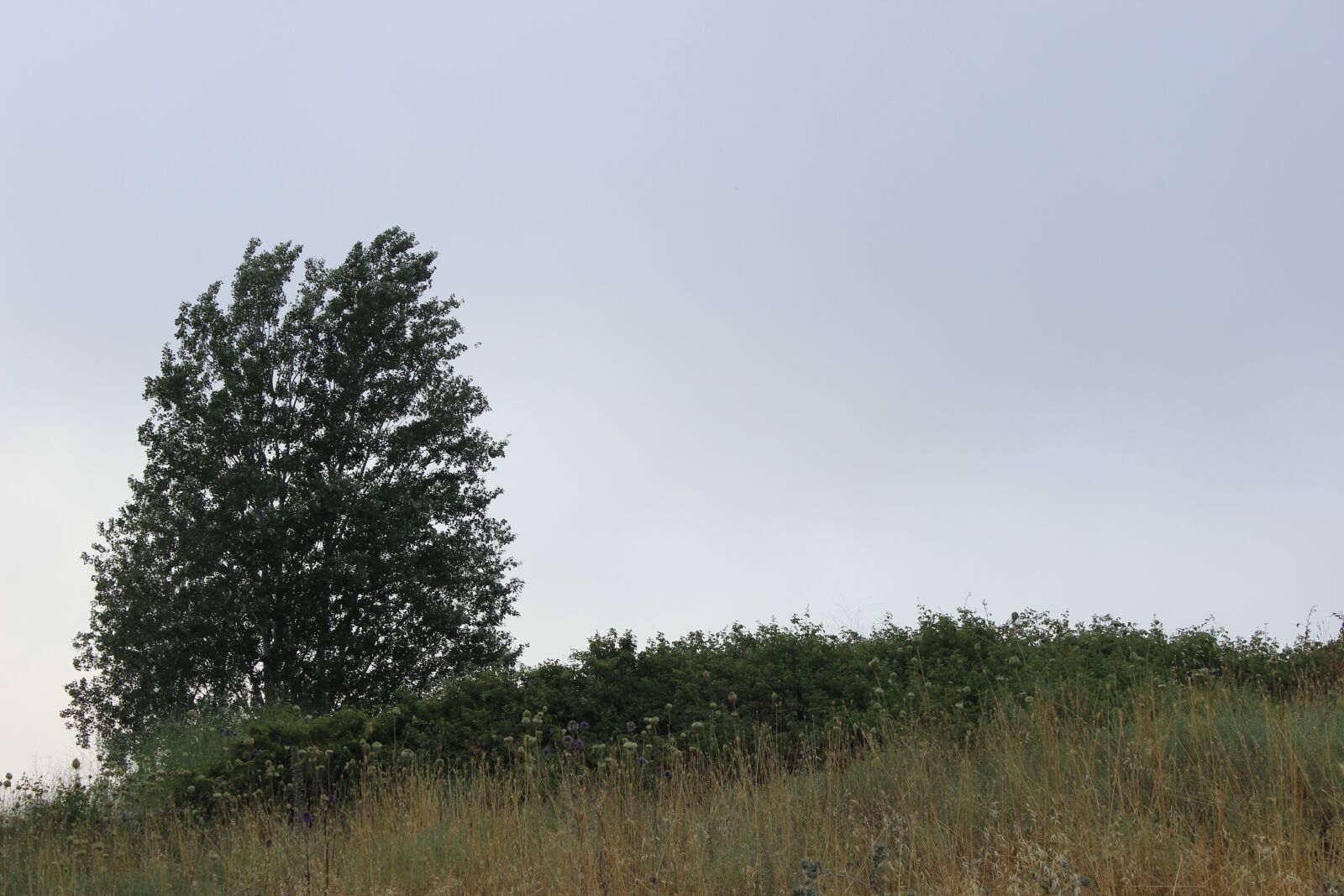 Canon EOS 600D (Rebel EOS T3i / EOS Kiss X5) sample photo. Wallpaper, tree, sky photography