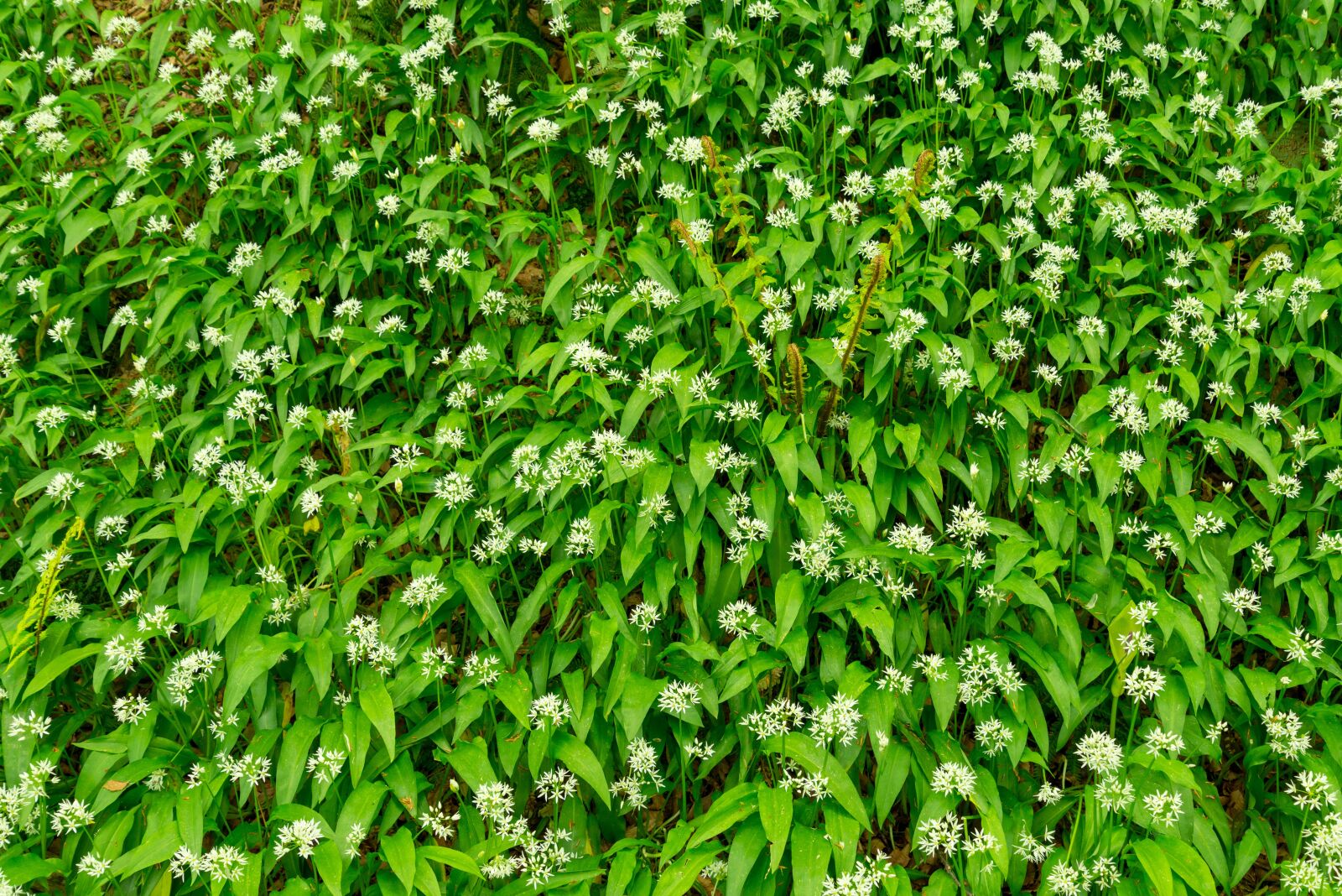 Nikon D610 sample photo. Grass, plants, green photography
