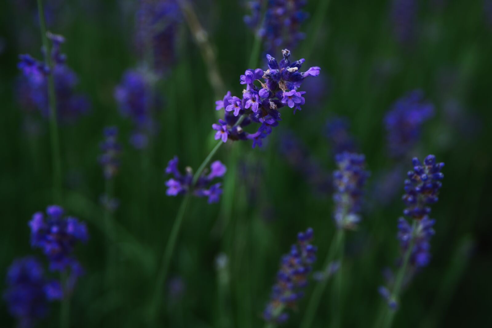 Sony a6000 + Sony E PZ 18-105mm F4 G OSS sample photo. Lavender, purple, nature photography