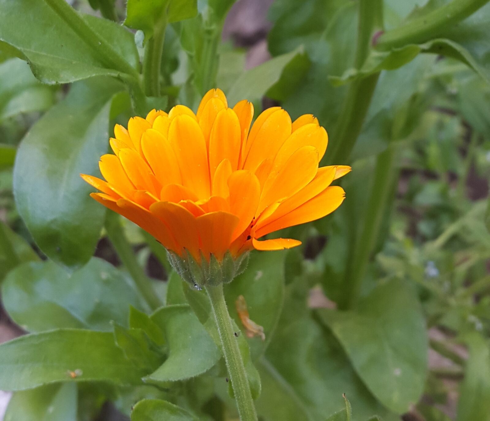 Samsung Galaxy Alpha sample photo. Flower, garden, orange photography