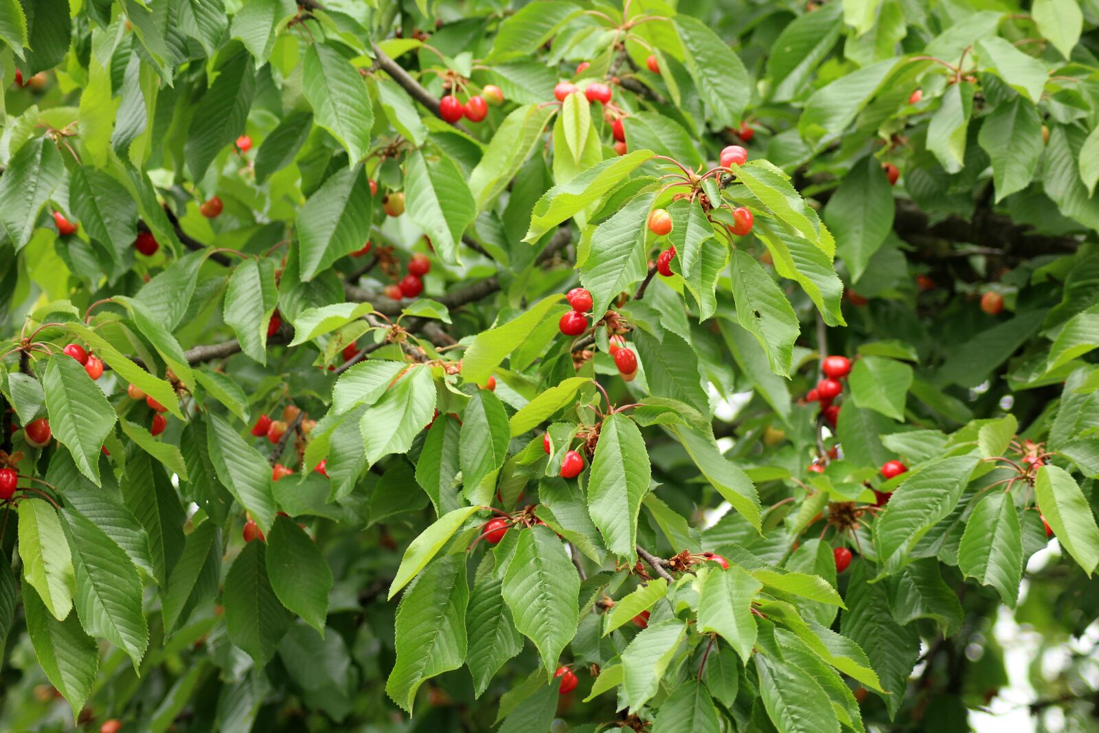 Canon EOS 1200D (EOS Rebel T5 / EOS Kiss X70 / EOS Hi) sample photo. Cherries, fruit tree, ripe photography