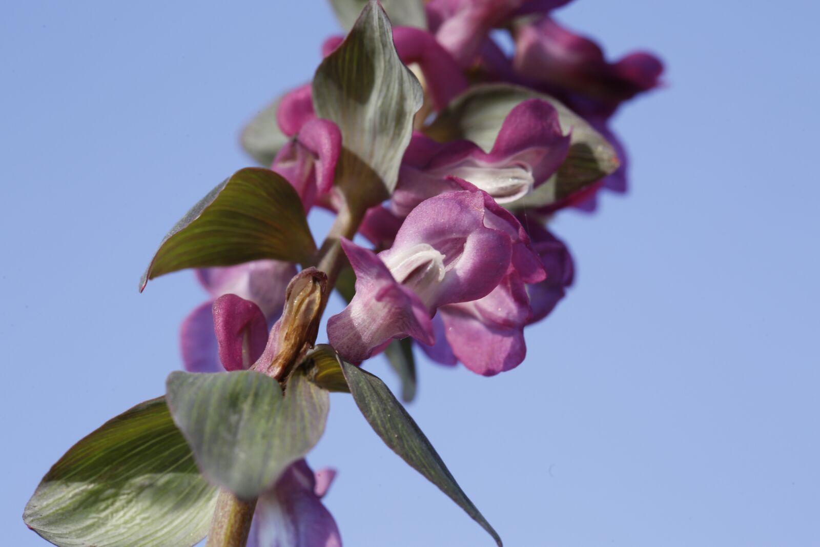 Canon EF 100mm F2.8L Macro IS USM sample photo. Spring, flower, nature photography