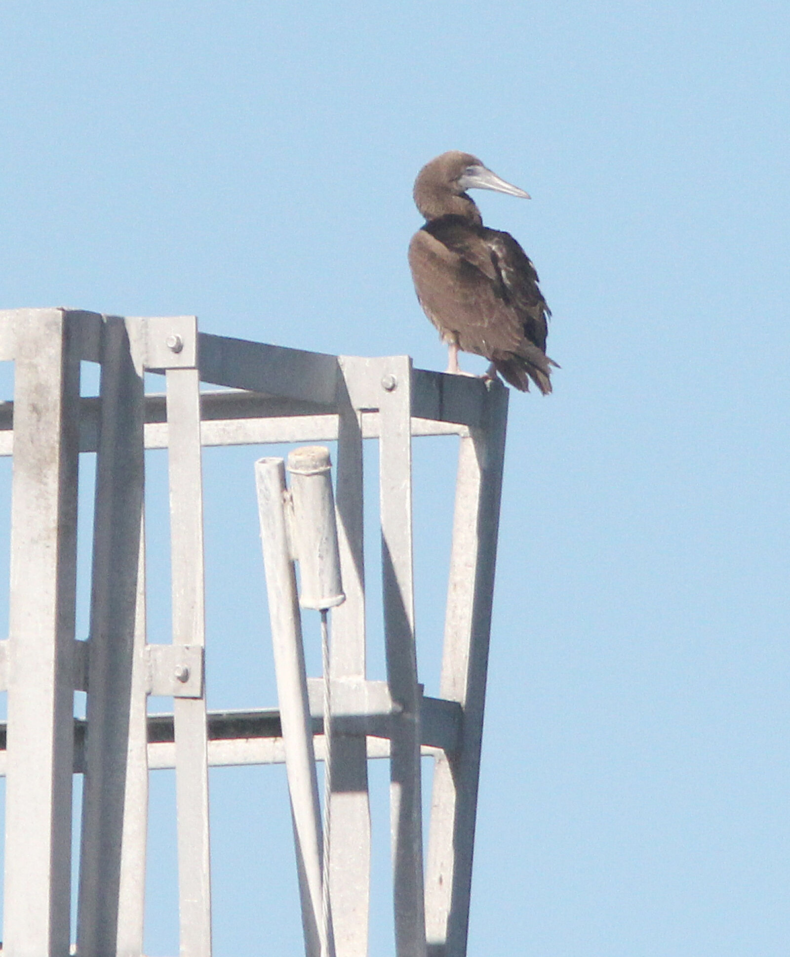 Canon EF 300mm F4L IS USM sample photo