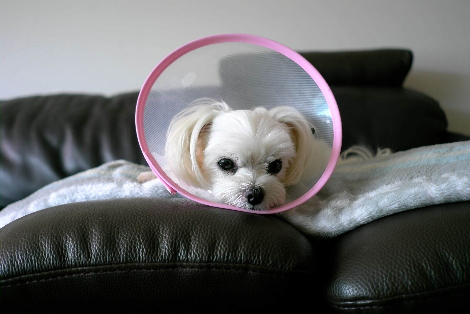 Leica X1 sample photo. Maltese, puppy, dog photography