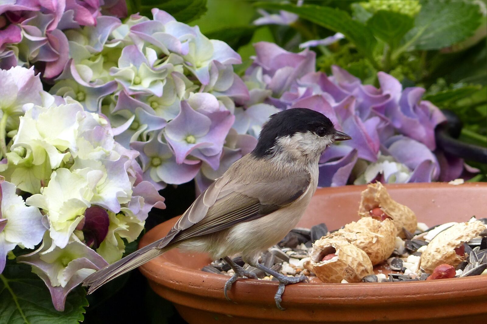Panasonic Lumix DMC-FZ200 sample photo. Bird, marsh tit, parus photography