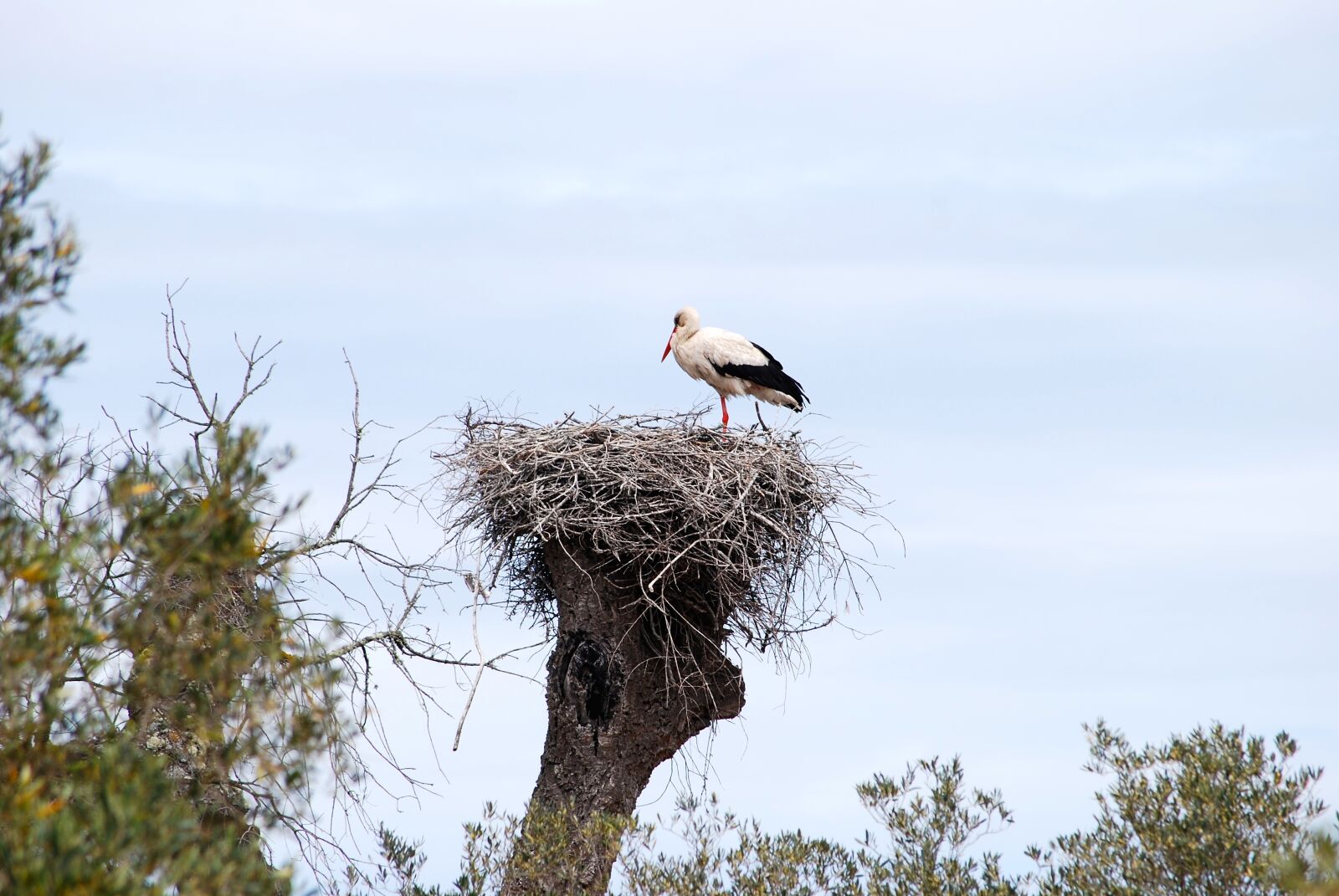 Nikon D40X sample photo. Stork, bird, alsace photography