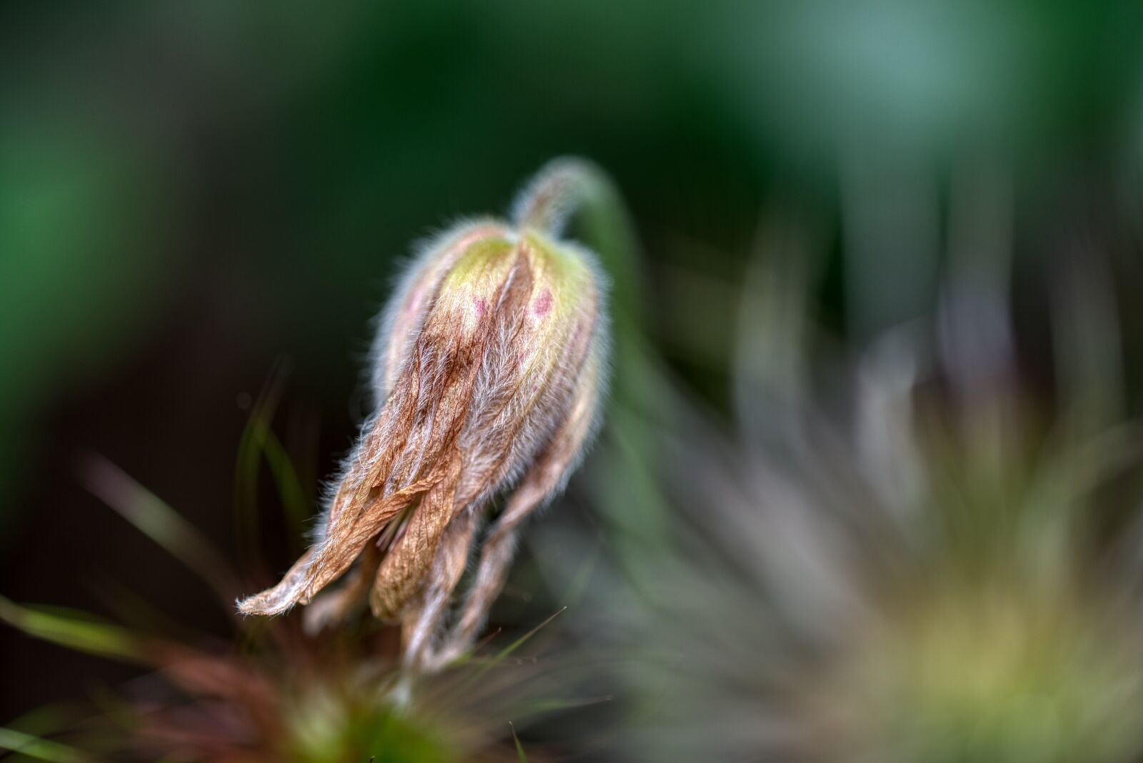 Nikon D750 sample photo. Blossom, bloom, faded photography