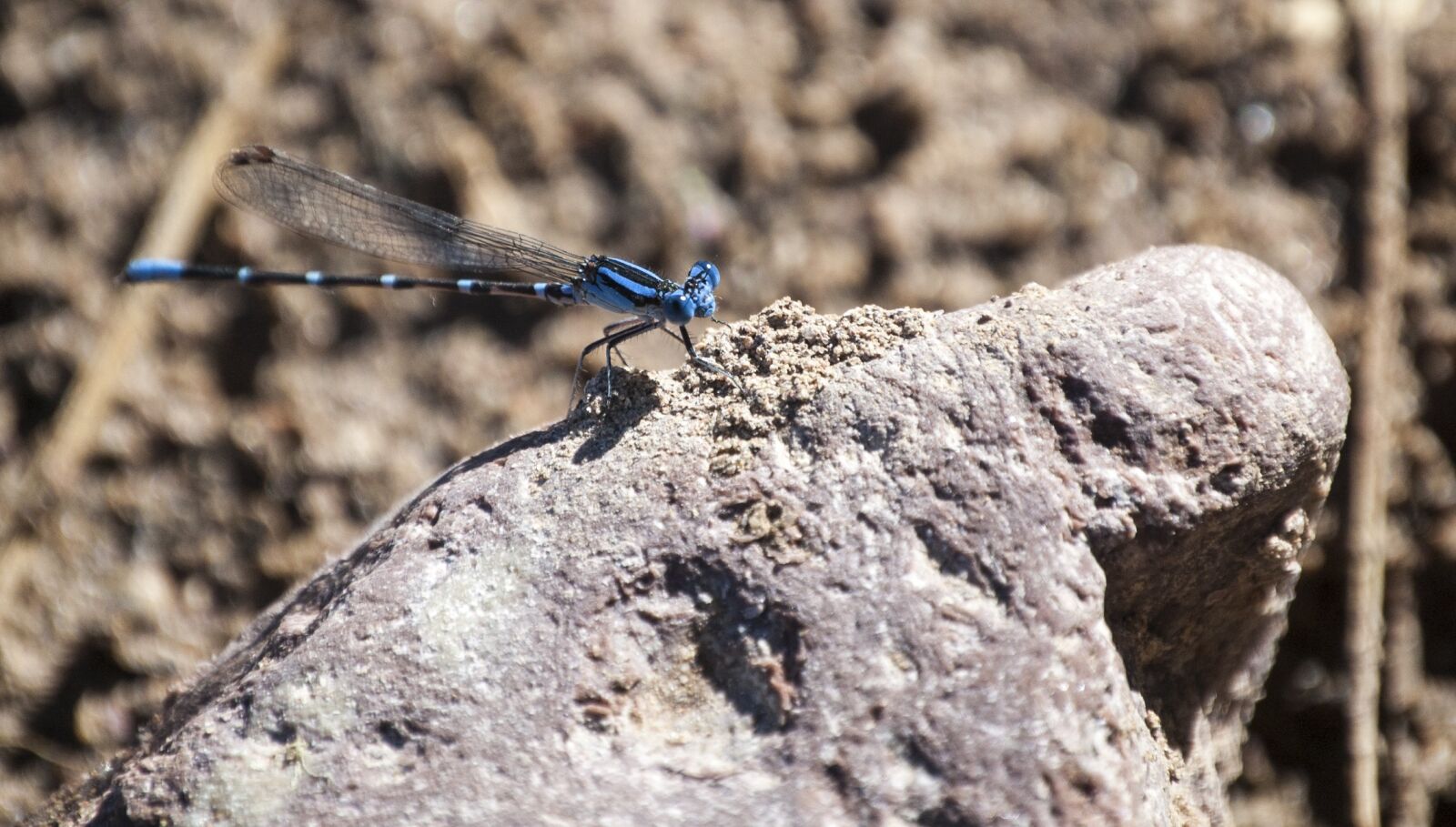 Nikon D40 sample photo. Dragonfly, damselfly, insect photography