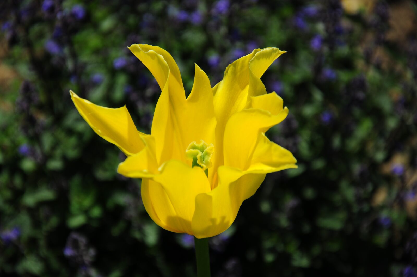 Nikon D5000 sample photo. Flower, plant, yellow photography