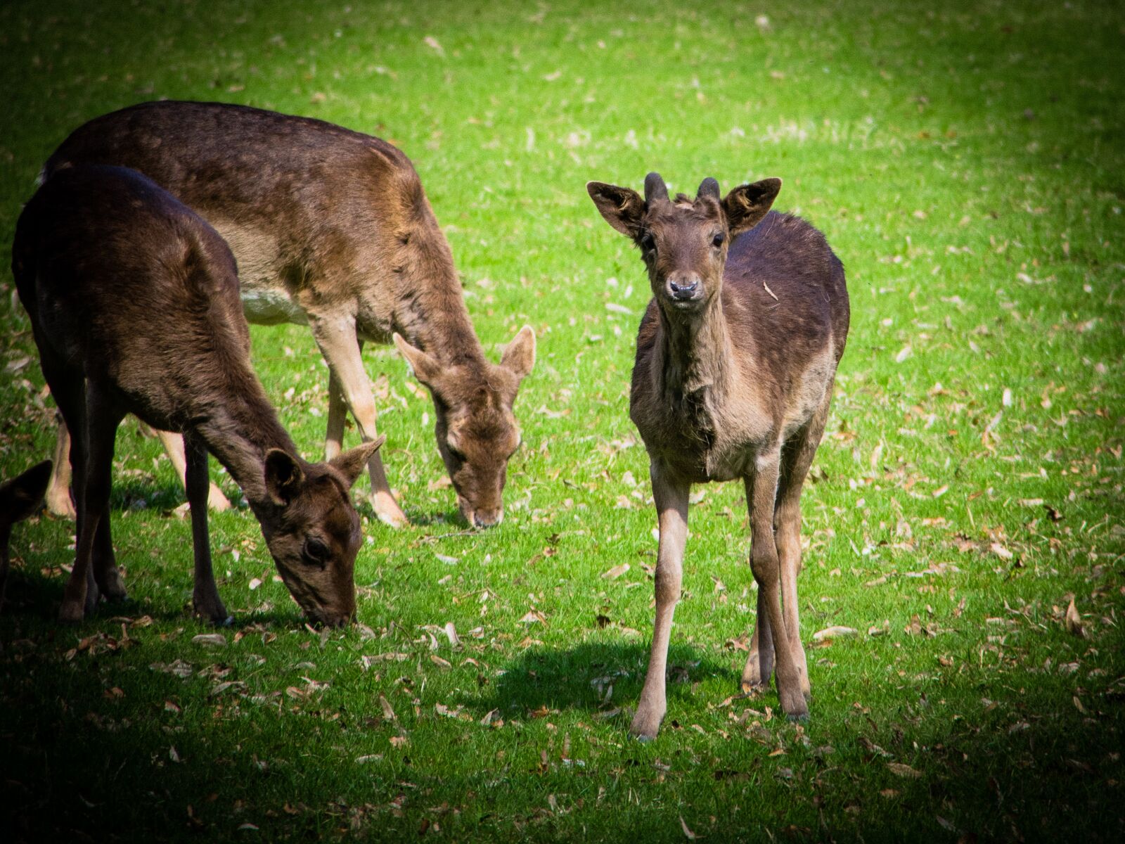 Nikon D5300 sample photo. Fallow deer, animal, wild photography