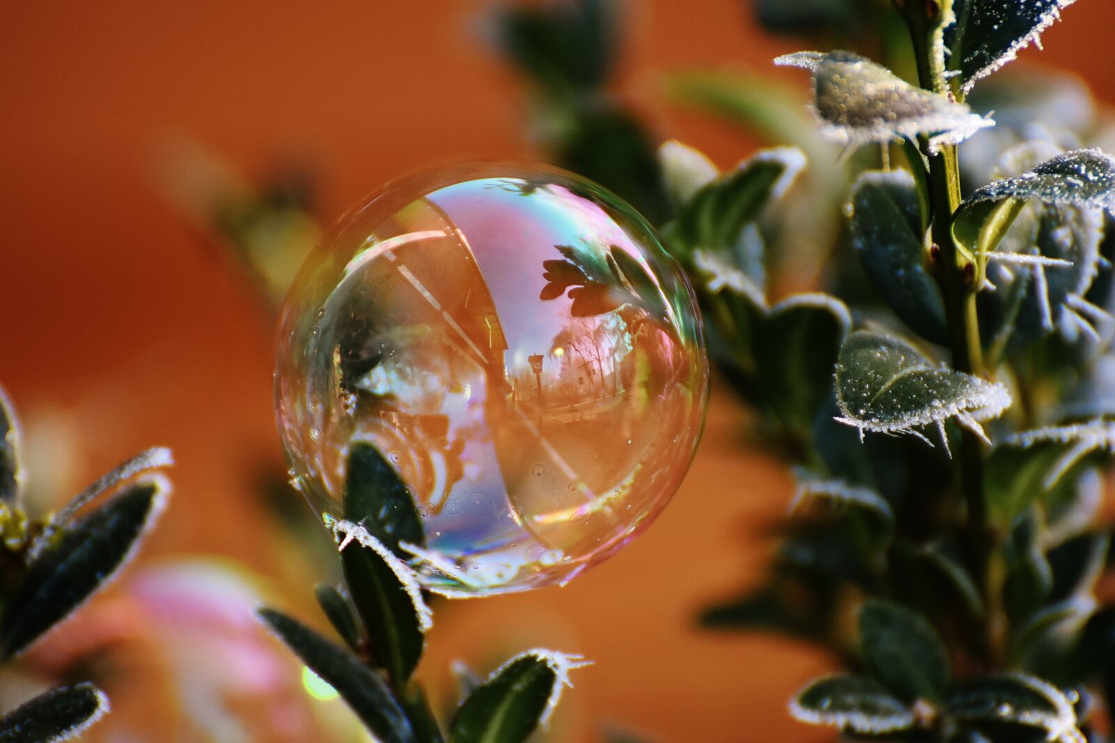 Nikon D7200 sample photo. Soap bubble, colorful, buxbaum photography