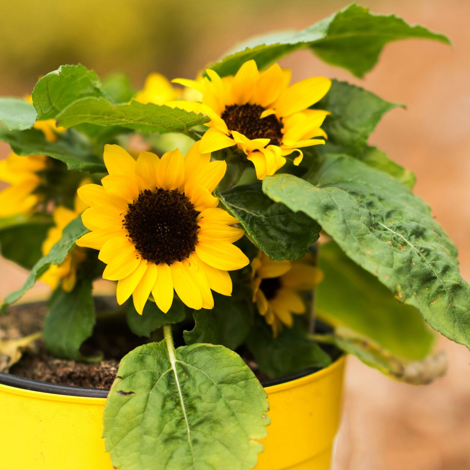Nikon D810 sample photo. Potted sunflowers, yellow, plant photography