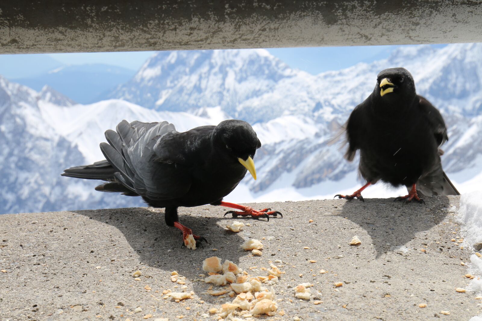 Canon EOS 70D sample photo. Animals, nature, alpine photography