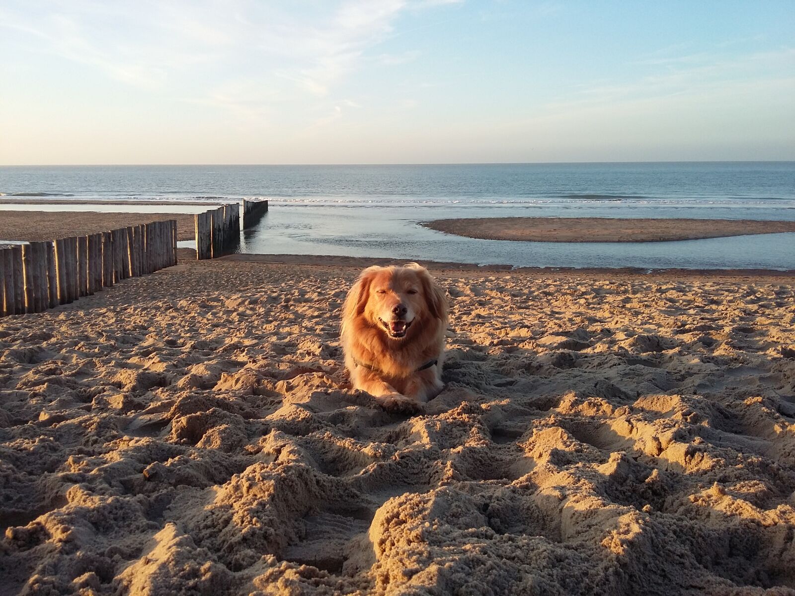 Samsung Galaxy Grand Prime sample photo. Dog, beach, sea photography