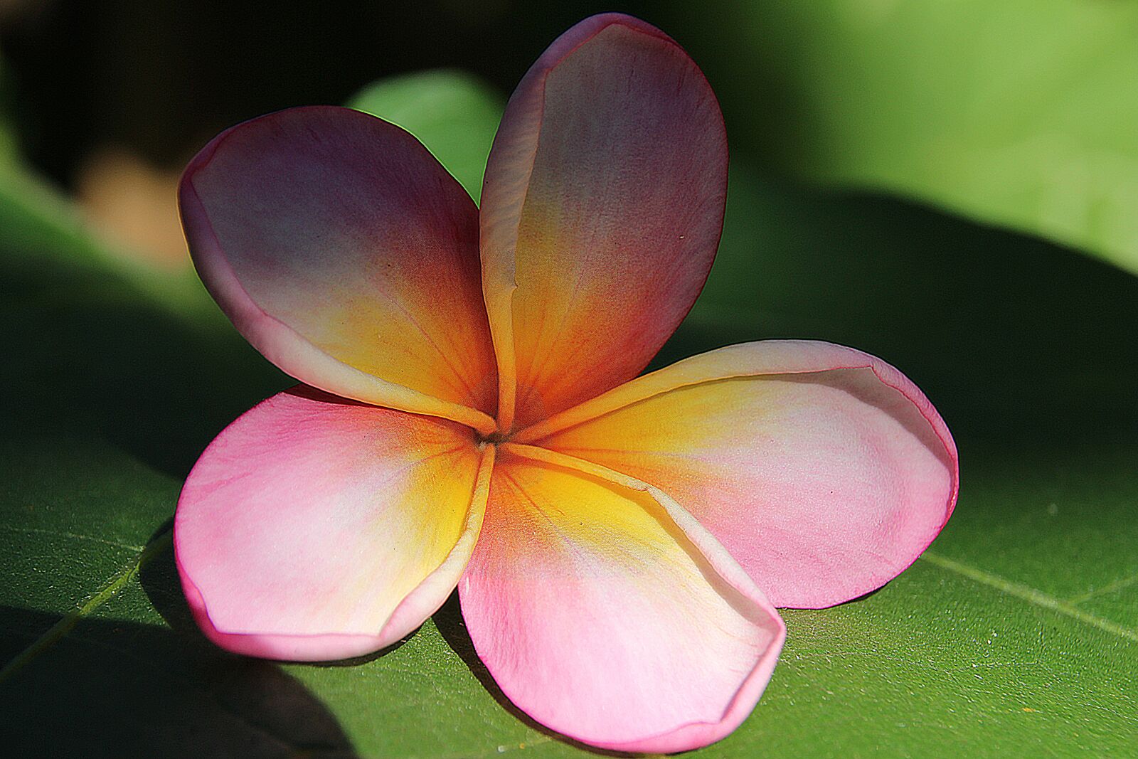 Canon EOS 700D (EOS Rebel T5i / EOS Kiss X7i) sample photo. Plumeria, flower, yellow photography