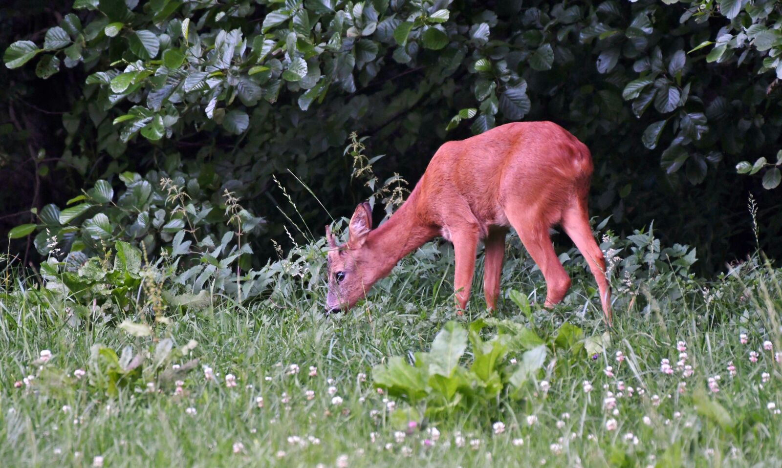Nikon D500 sample photo. Reebok, animal, nature photography