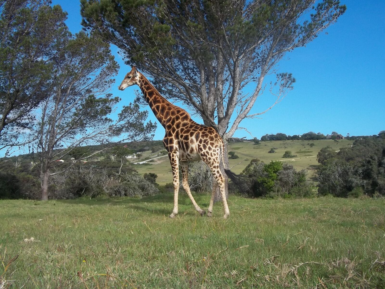 Kodak EASYSHARE C143 DIGITAL CAMERA sample photo. Giraffe, animal, wildlife photography
