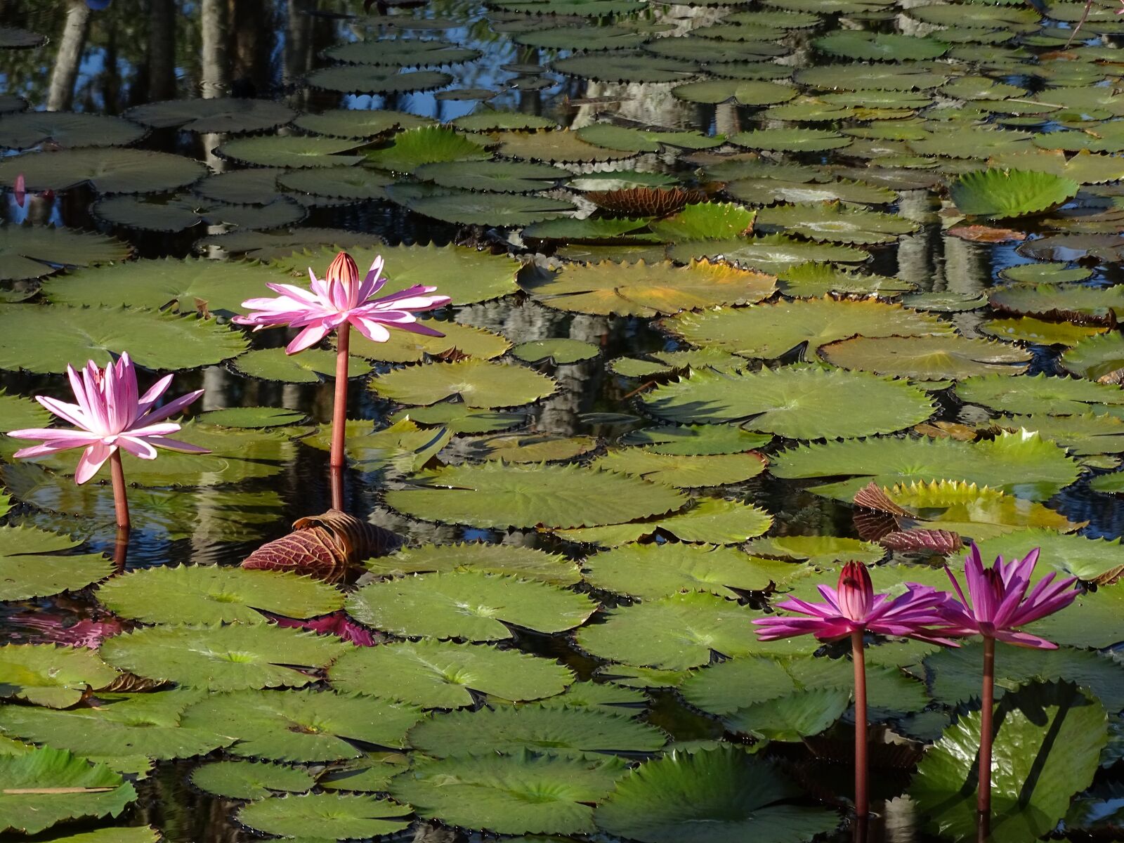 Sony Cyber-shot DSC-HX400V sample photo. Waterlily, pink, flower photography