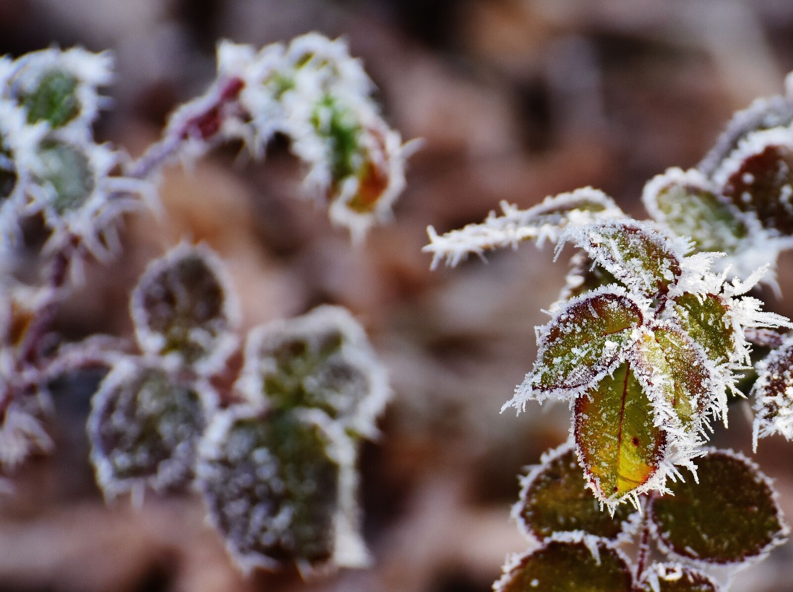 Nikon D7200 sample photo. Rose petals, hoarfrost, frost photography