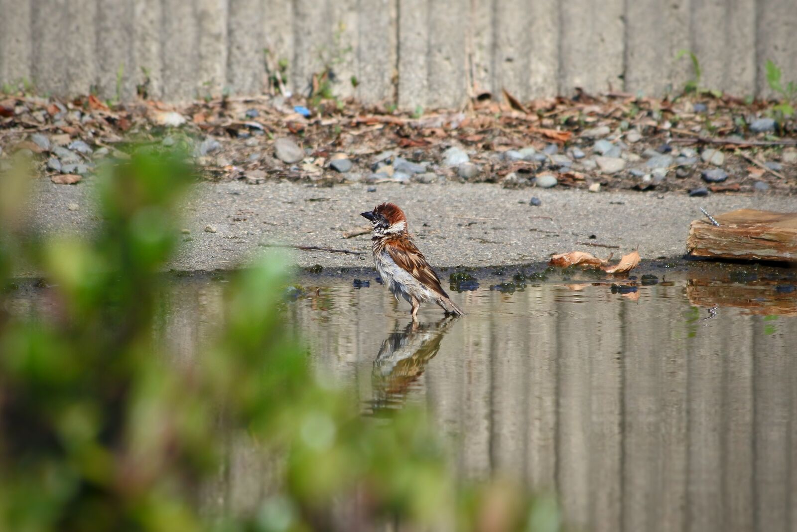 VR 55-200mm f/4-5.6G sample photo. Animal, little bird, sparrow photography