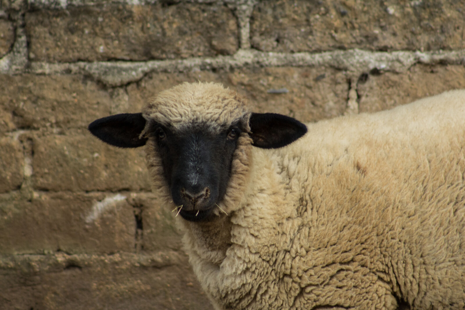Canon EF 75-300mm f/4-5.6 sample photo. Oveja, sheep photography