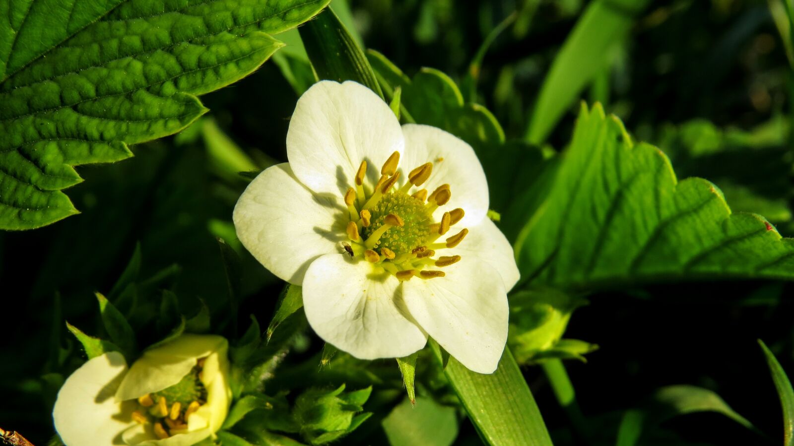 Canon PowerShot SX50 HS sample photo. Strawberry, flower, macro photography