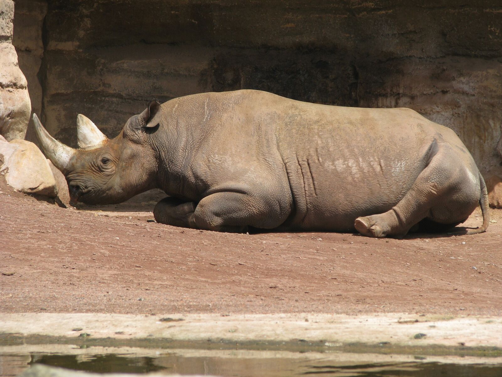 Canon POWERSHOT S5 IS sample photo. Rhino, relax, nap photography