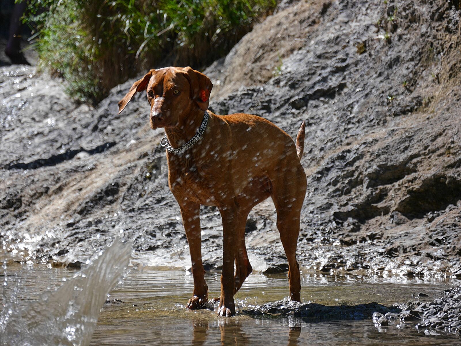 Panasonic Lumix DMC-G6 sample photo. Weimaraner, dog, animal photography