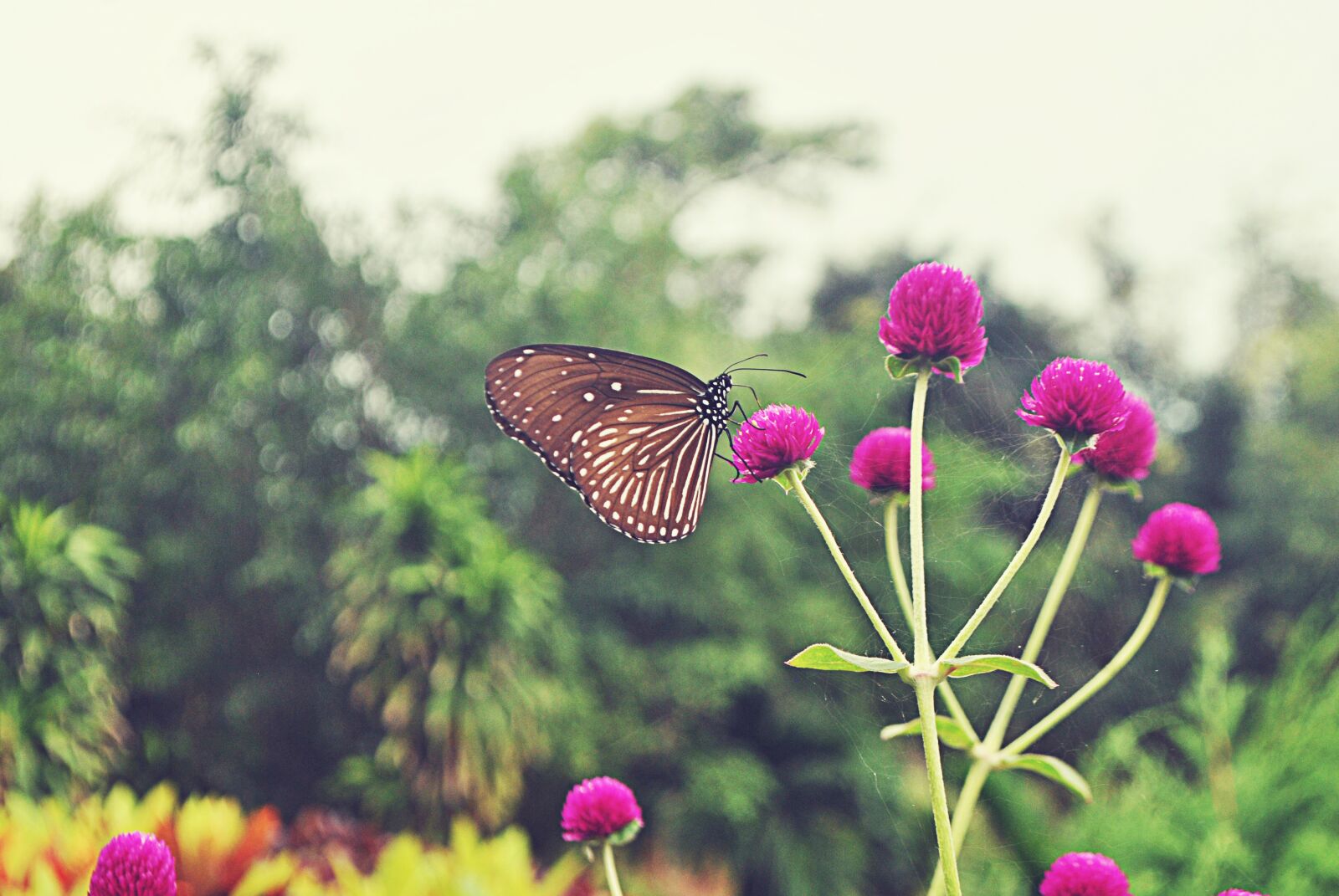 Nikon D3000 sample photo. Butterfly, insect, flowers photography