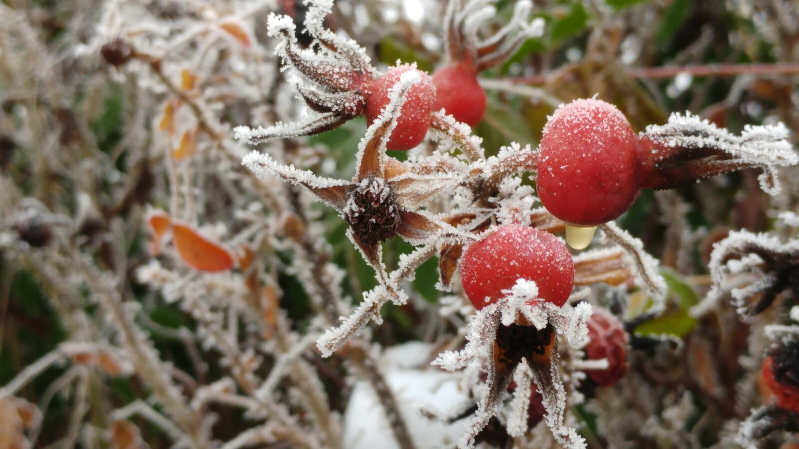 LG G5 sample photo. Nature, winter, snow photography