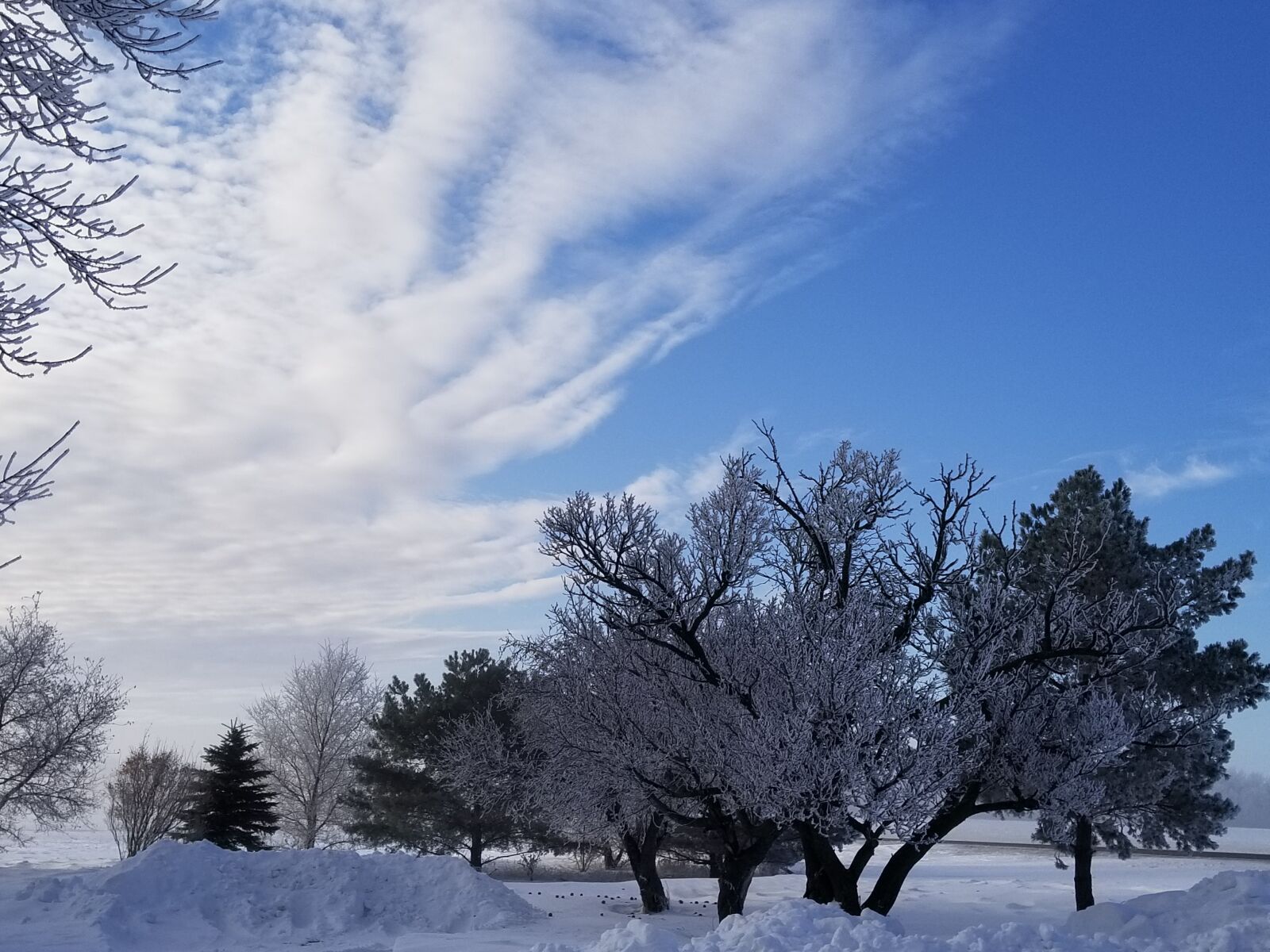 Samsung Galaxy S8 sample photo. Trees, blue sky, clouds photography
