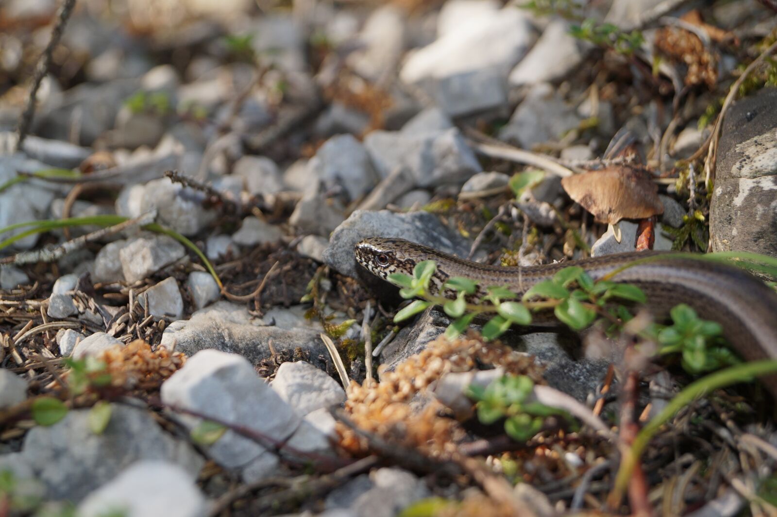 Sony DT 18-55mm F3.5-5.6 SAM II sample photo. Slow worm, lizard, reptile photography