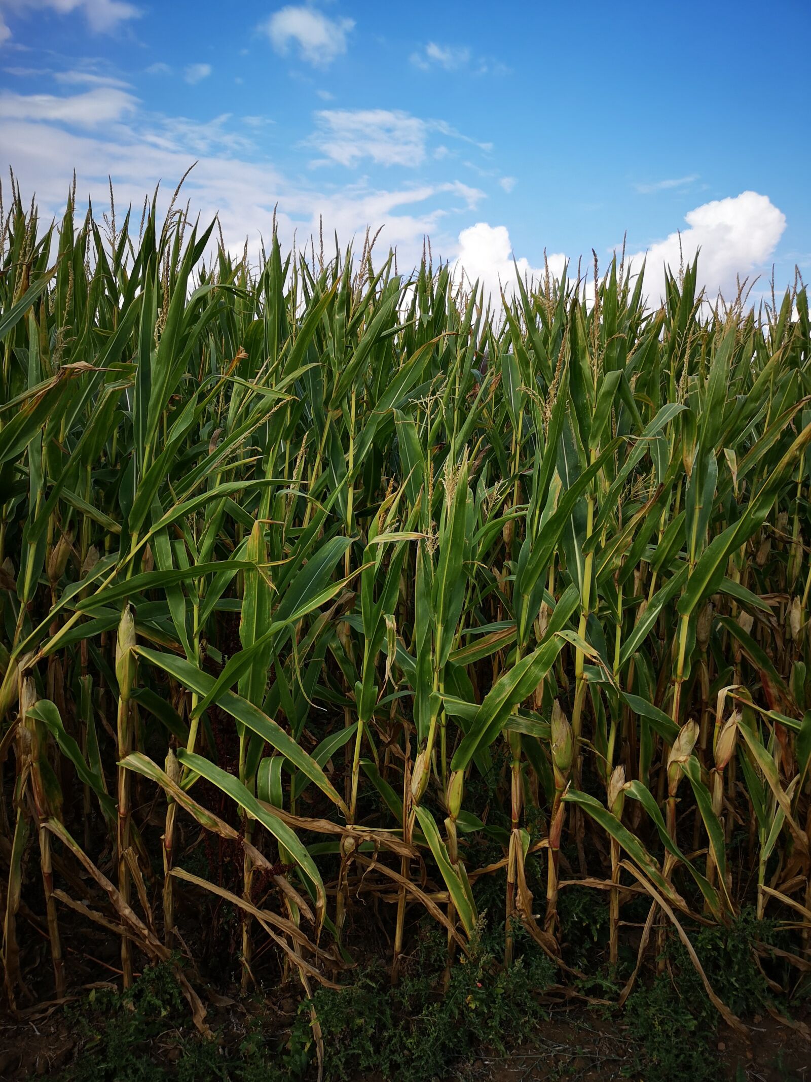 HUAWEI CLT-L29 sample photo. Corn, autumn, field photography