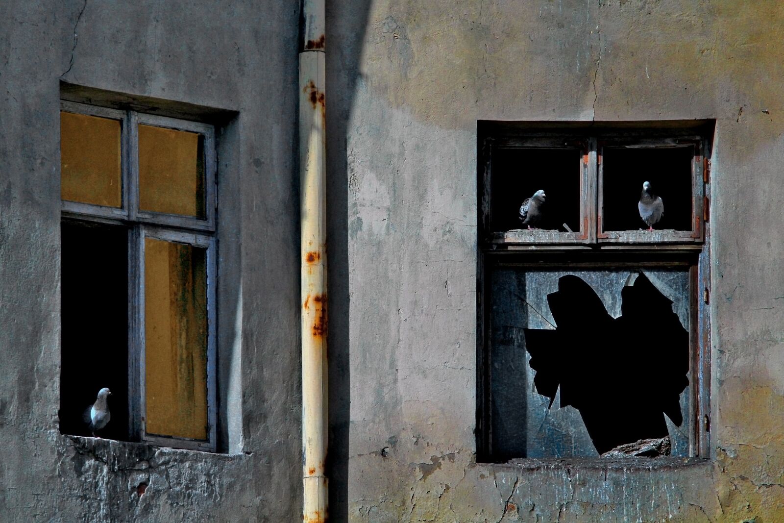 Canon EOS 1200D (EOS Rebel T5 / EOS Kiss X70 / EOS Hi) sample photo. The window, pane, pigeons photography
