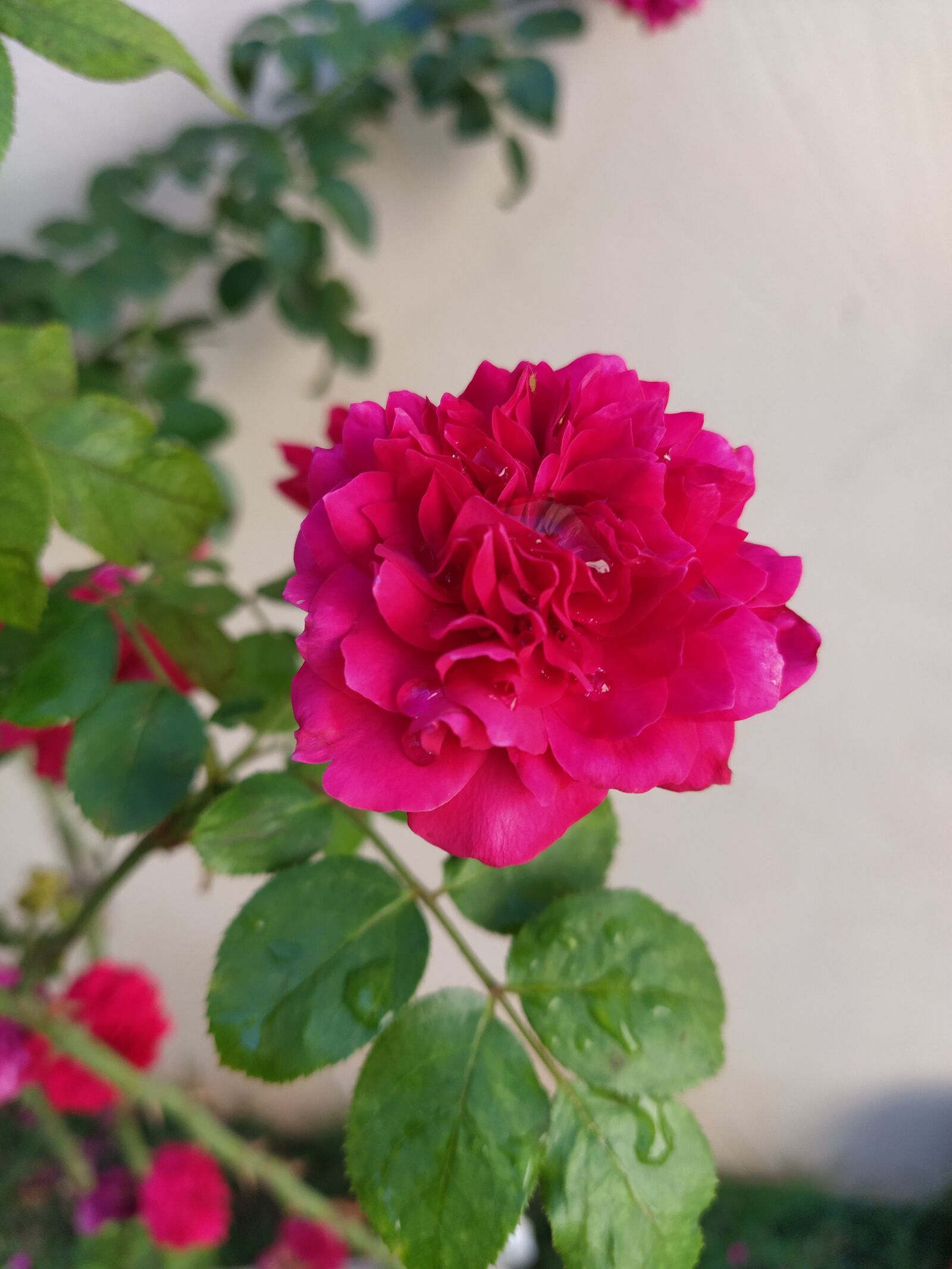 Xiaomi Mi A3 sample photo. Flowers, love, romantic photography