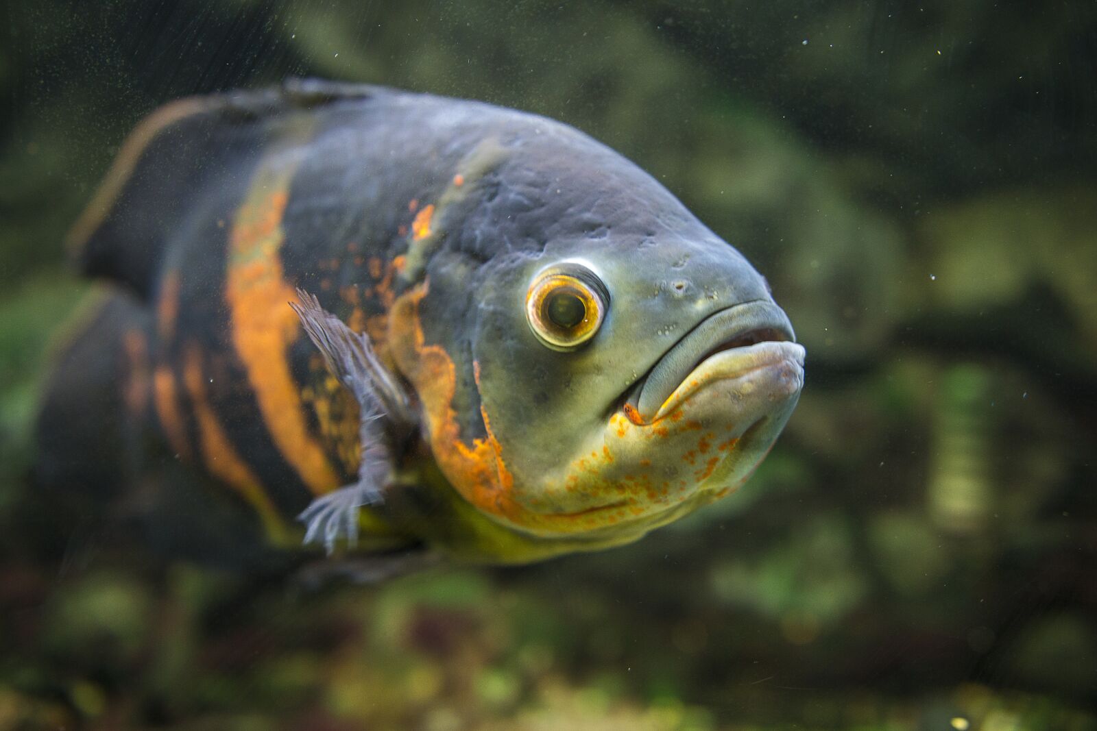 Canon EOS 70D sample photo. Fish, aquarium, underwater photography