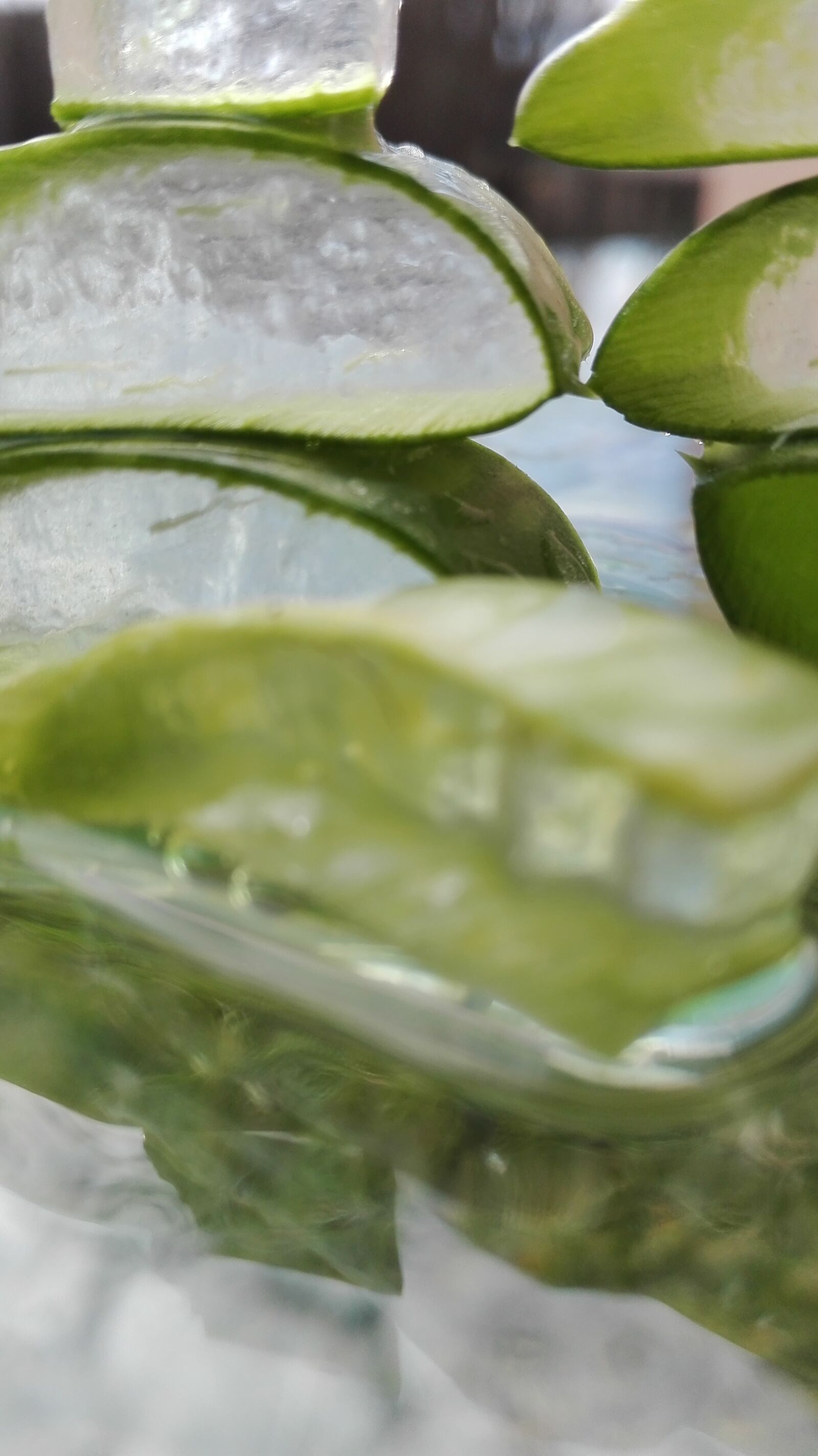 HUAWEI P8 Lite sample photo. Aloe, aloe vera, aloe photography