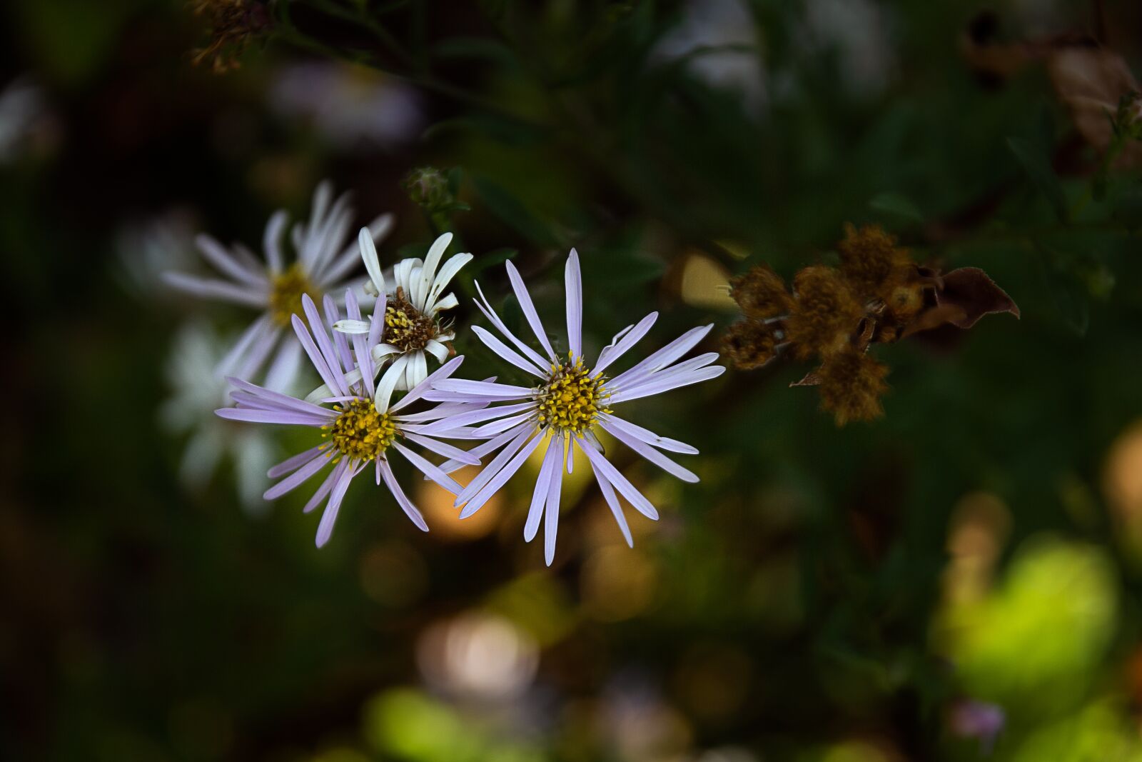 Canon EOS 60D sample photo. Flower, blossom, bloom photography