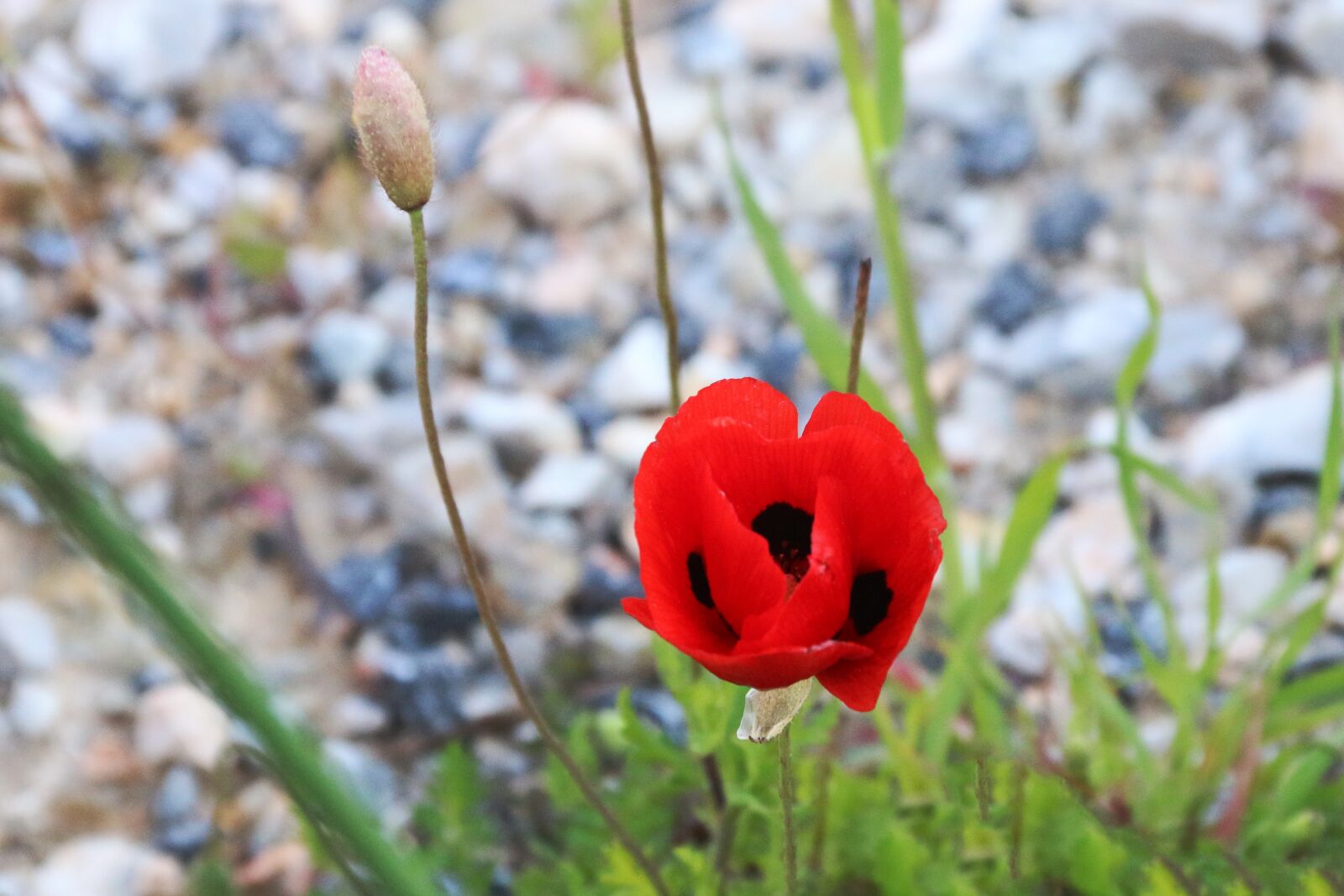 Canon EF-S 18-135mm F3.5-5.6 IS sample photo. Papaver rhoeas, flower, plant photography